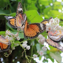 Энтопия на Ферме бабочек Пенанга билеты